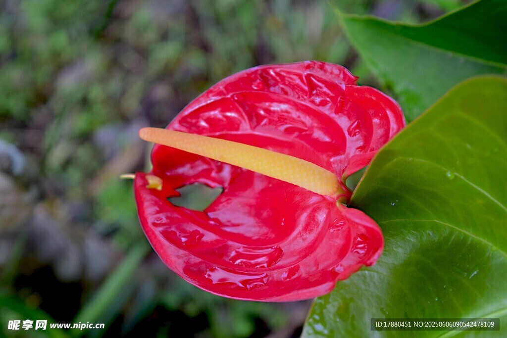 红掌花