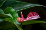 红掌花