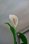 马蹄莲