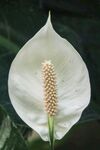 白掌花