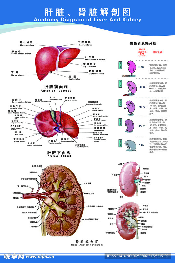 肝脏肾脏医疗挂图