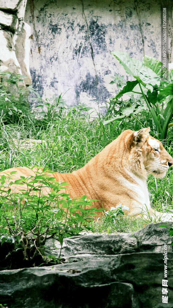 草地上休憩的金色狮子