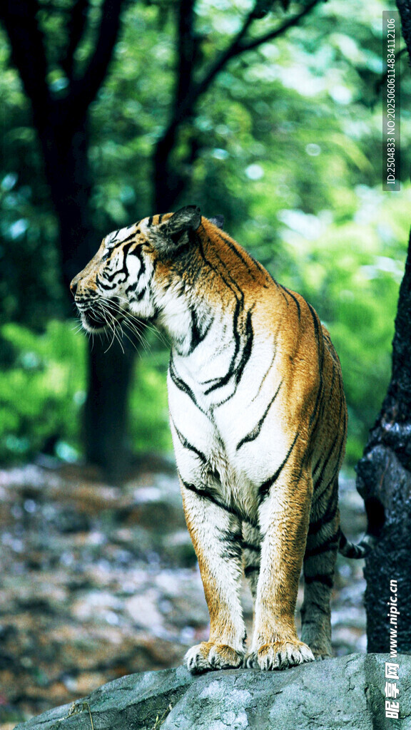 岩石上的威武斑斓猛虎