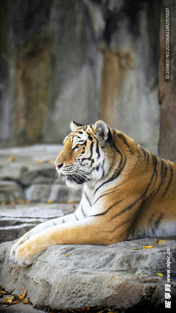 岩石上休憩的斑斓猛虎