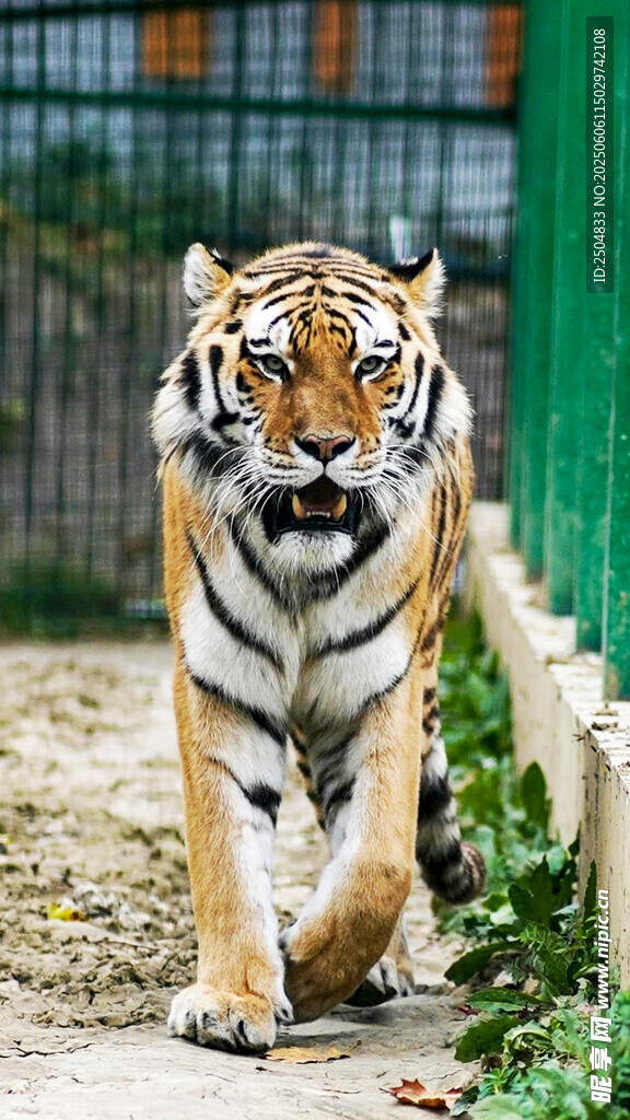行走的斑斓猛虎
