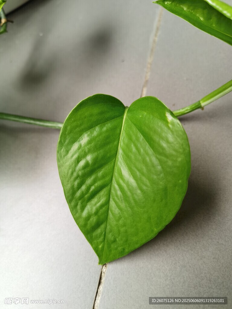 心形叶片