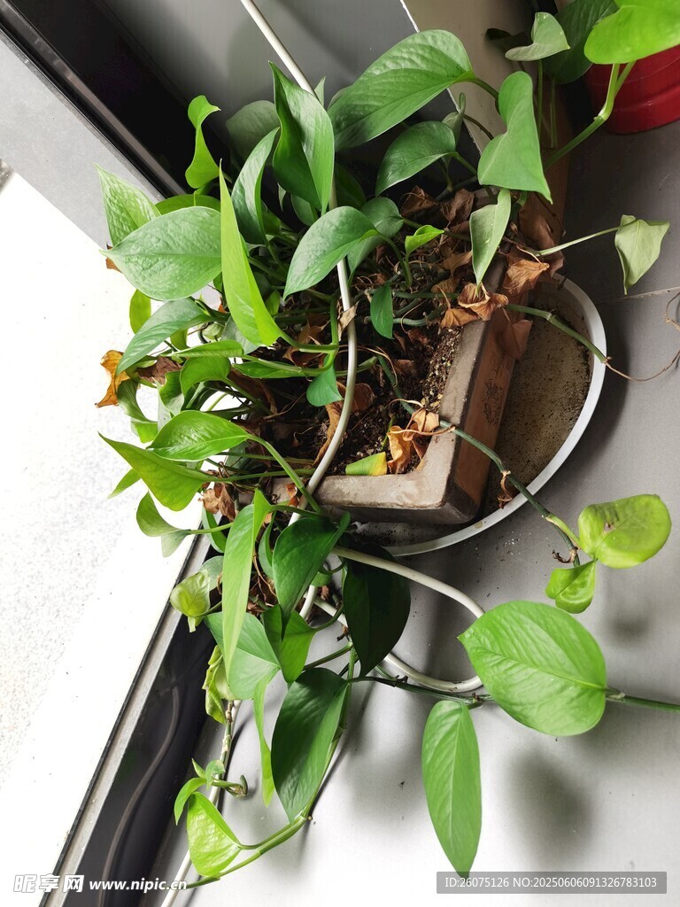 盆栽绿萝