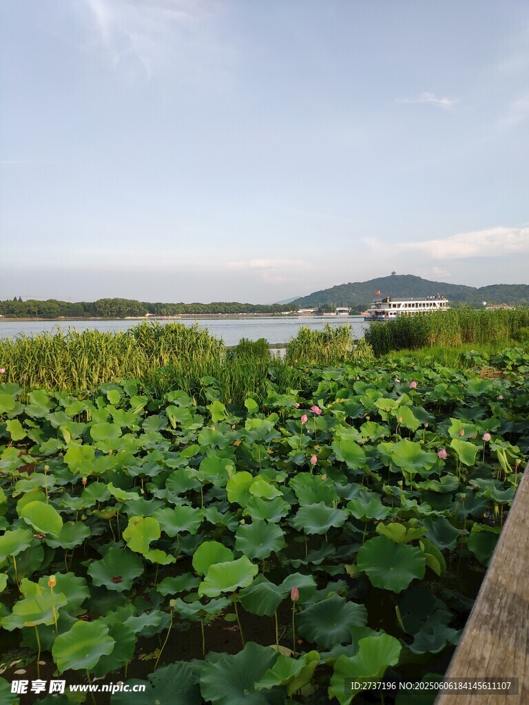 荷塘美景