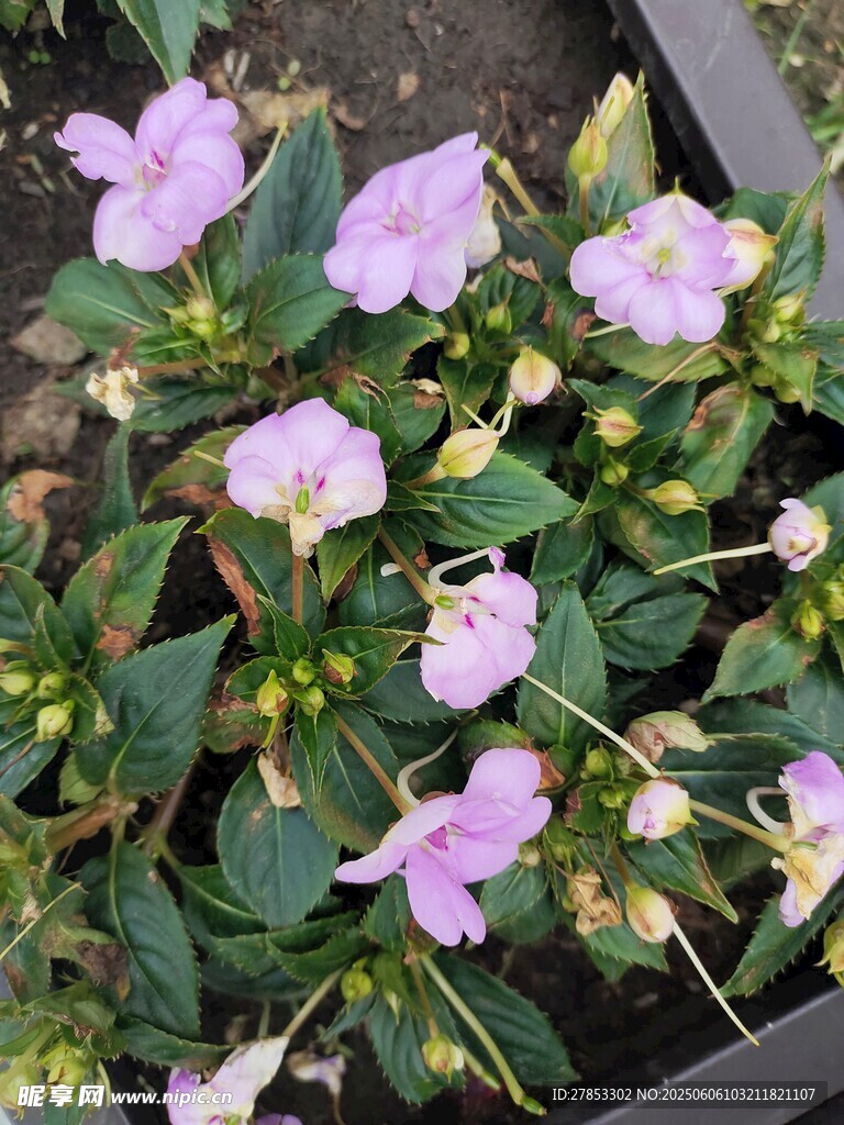 紫色小花盆栽植物展示