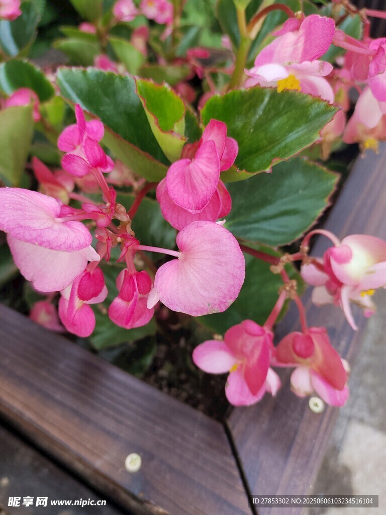 粉色盆栽秋海棠娇艳绽放