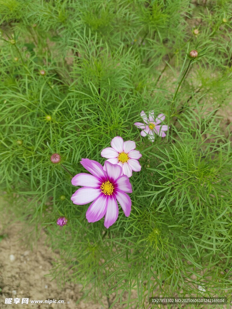 草地上的美丽波斯菊