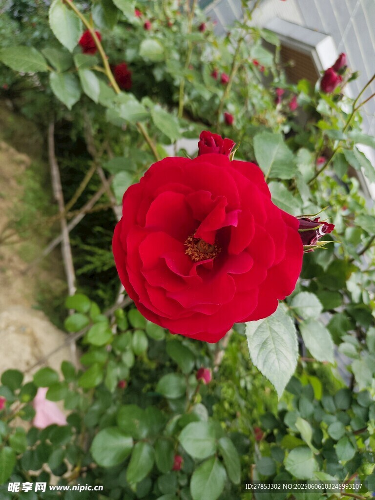 娇艳红玫瑰绽放绿叶间