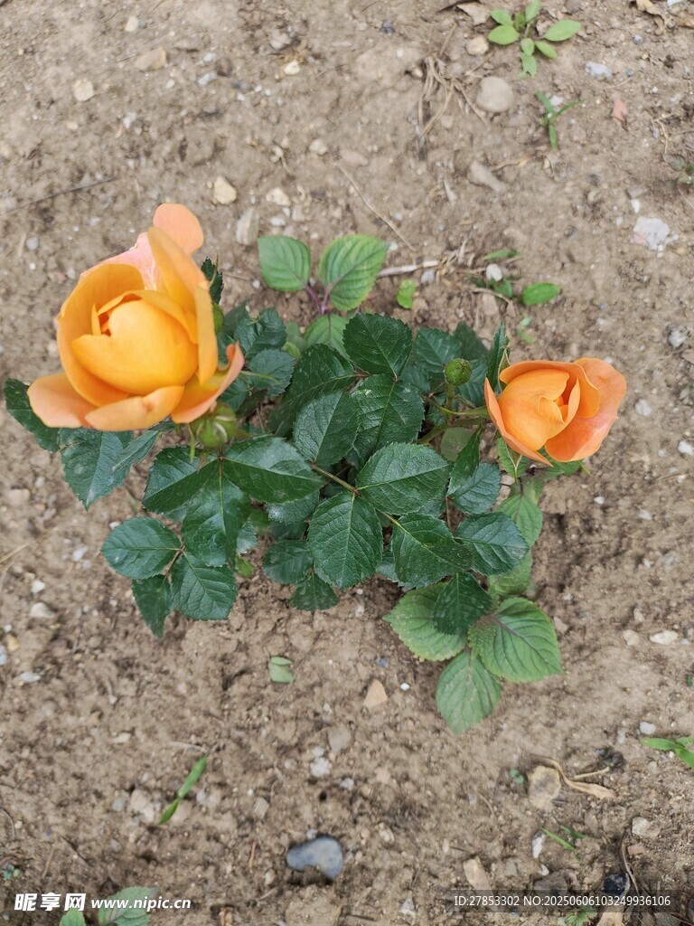 两朵绽放的橙色小月季花