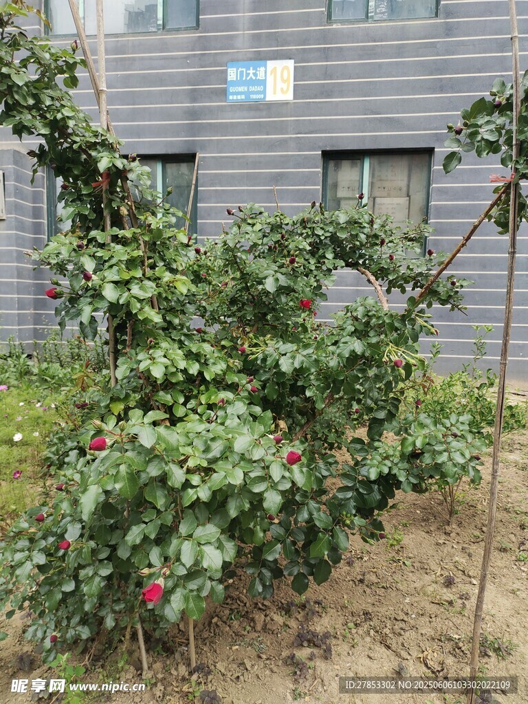 庭院中的苹果树果实累累