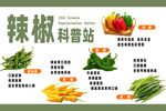 辣椒科普站