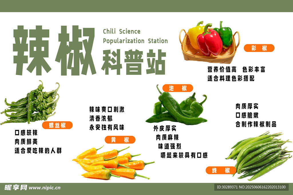 辣椒科普站