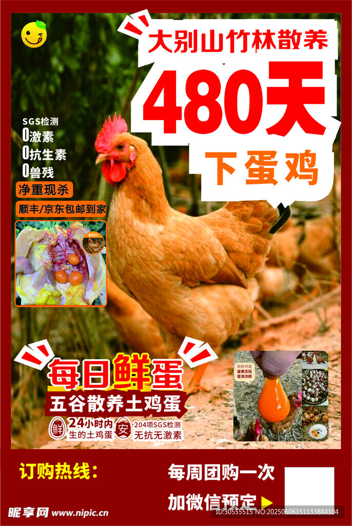 下蛋鸡 天然山林放养