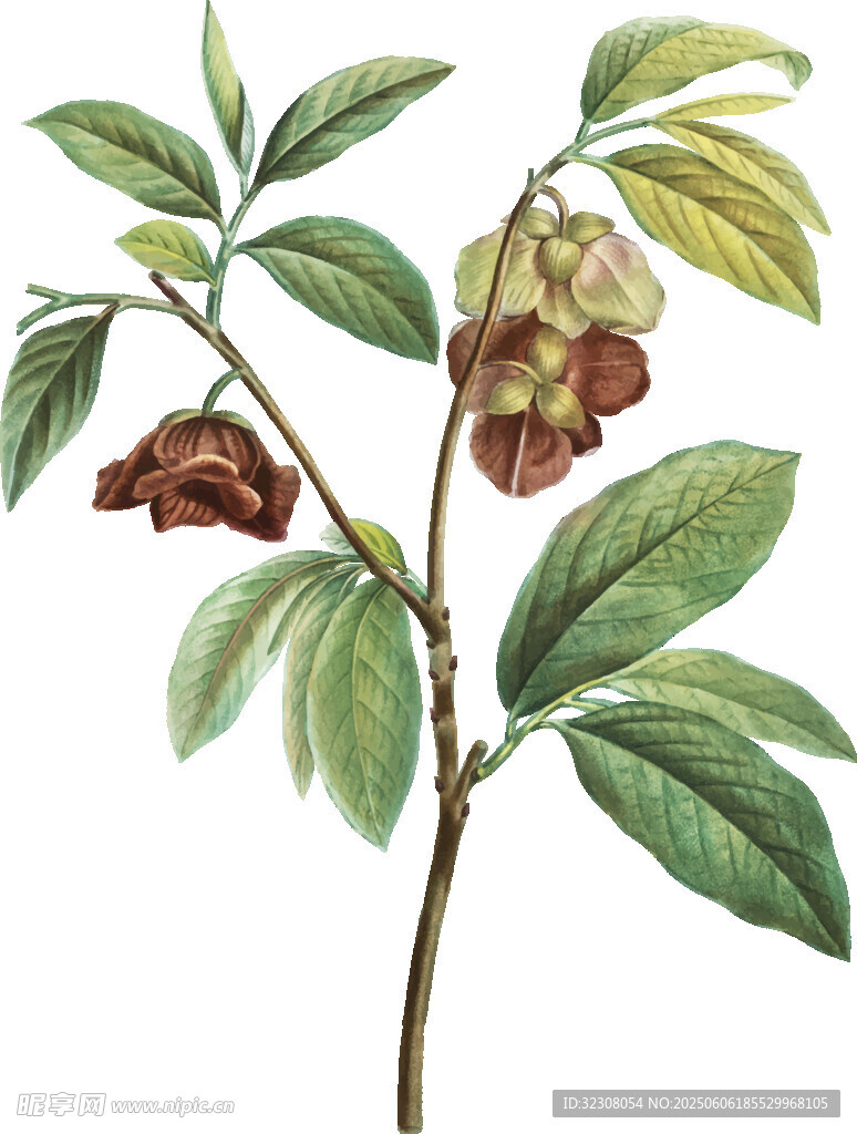 复古风植物花卉插画