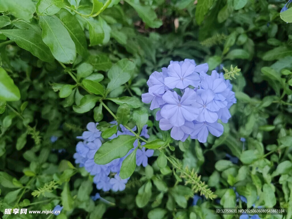 蓝紫色花朵