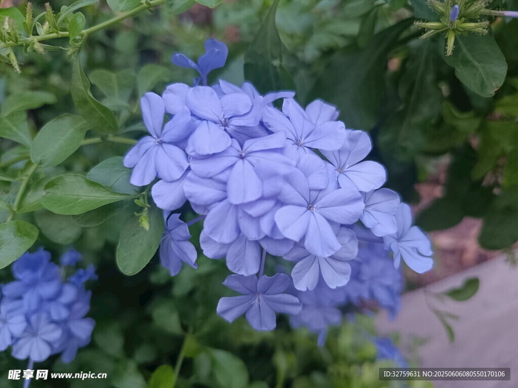 蓝花