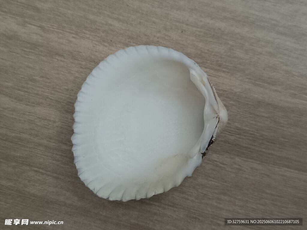 贝壳