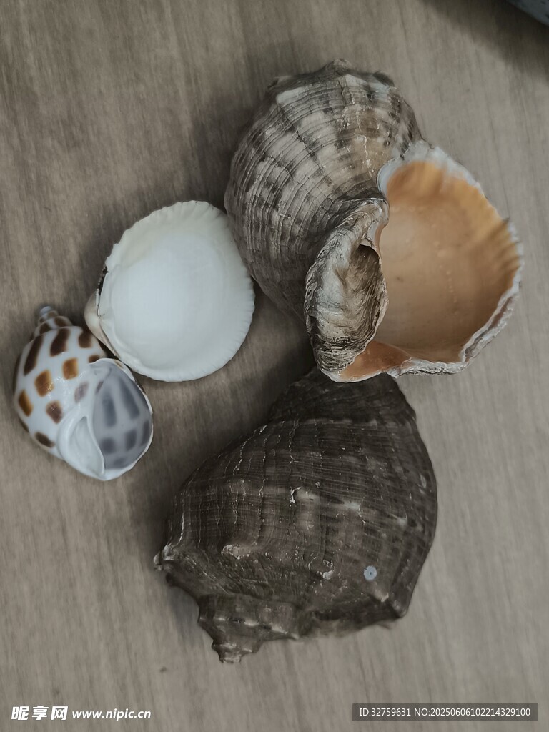 贝壳