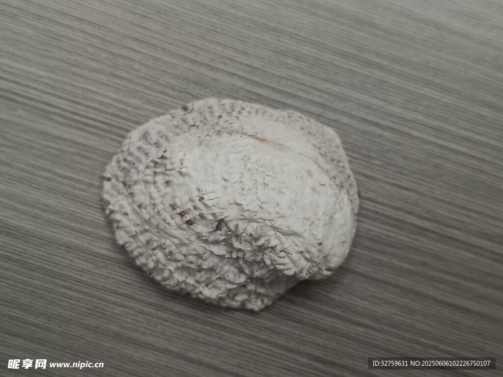 贝壳
