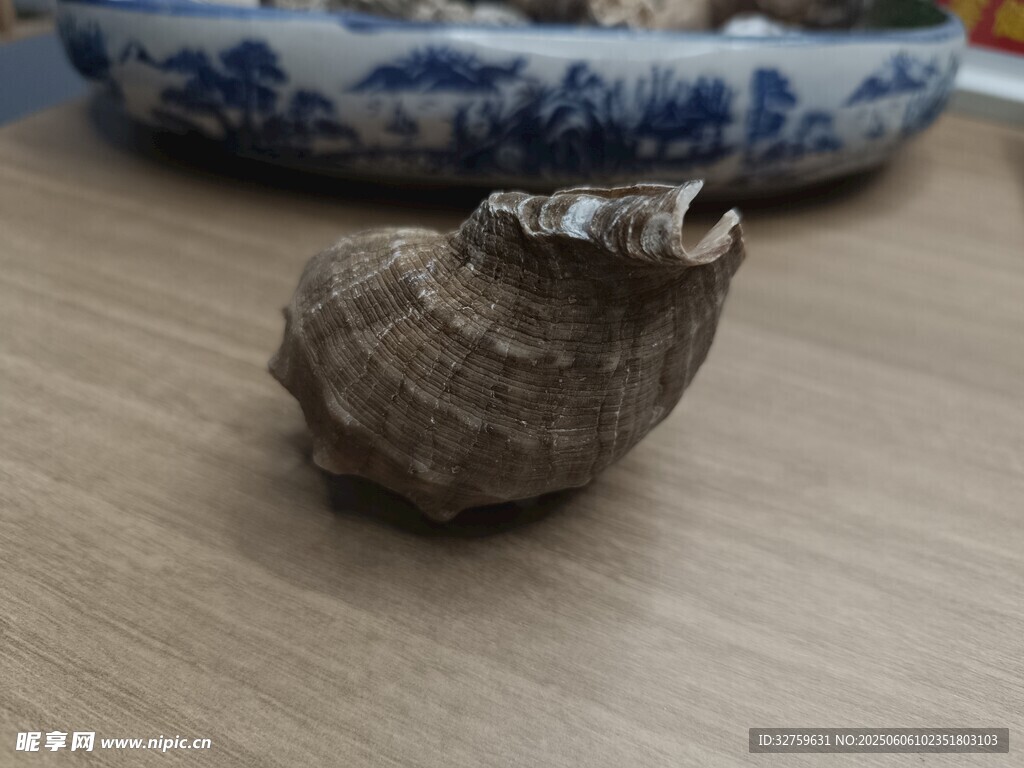 海螺壳 