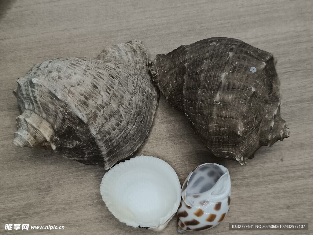 贝壳