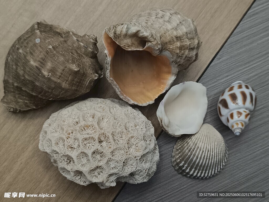 贝壳