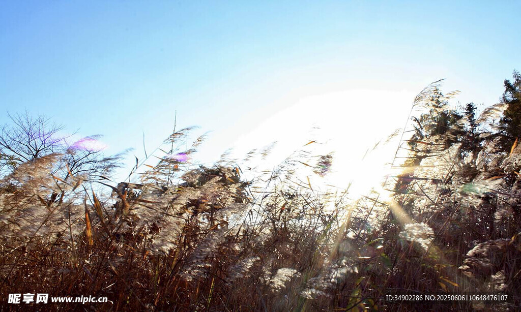 阳光下的芦苇美景
