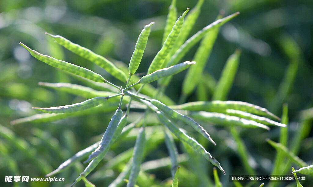 嫩绿植物枝叶特写