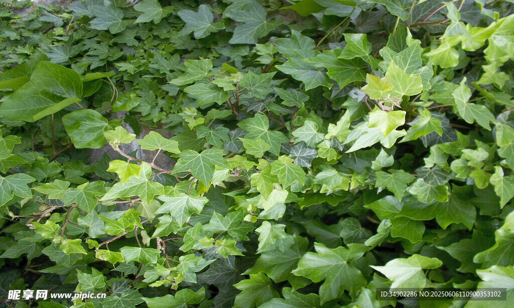 翠绿繁茂的植物叶片