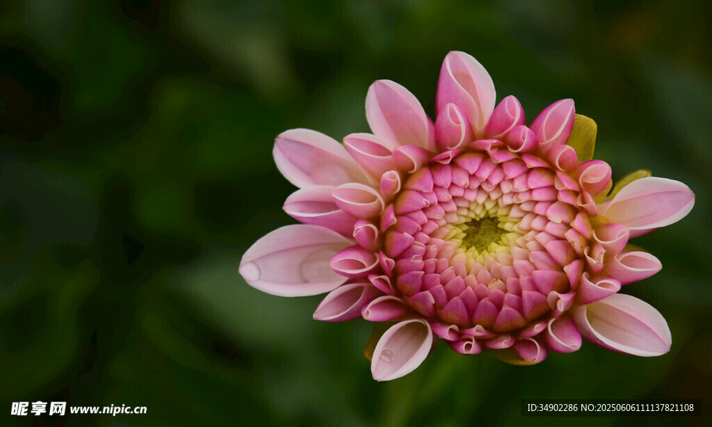 粉色菊花特写
