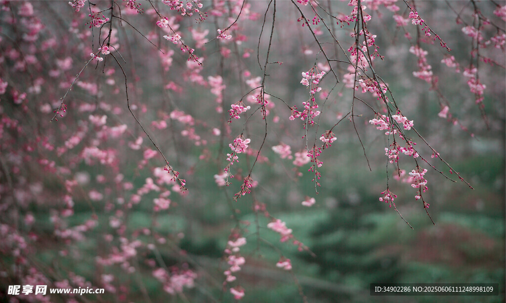 粉色烂漫桃花林
