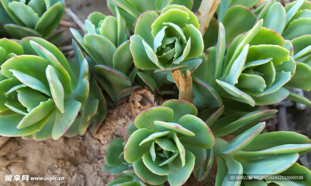 翠绿多肉植物生机满满