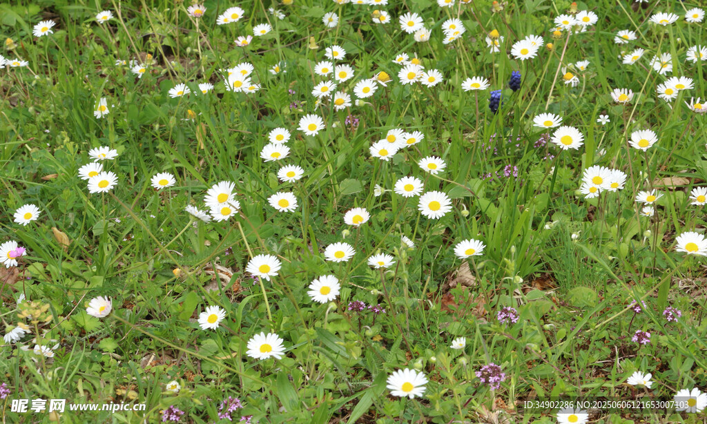 遍野小白花绽放生机