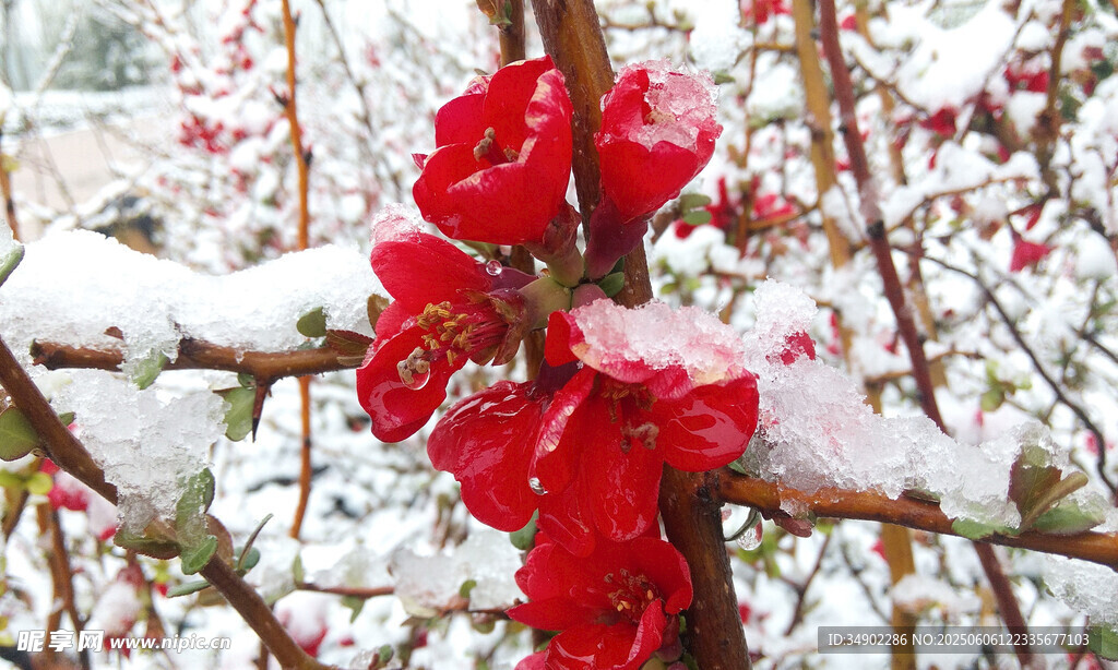 雪中红梅绽放