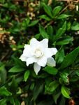 洁白栀子花绽放绿叶间
