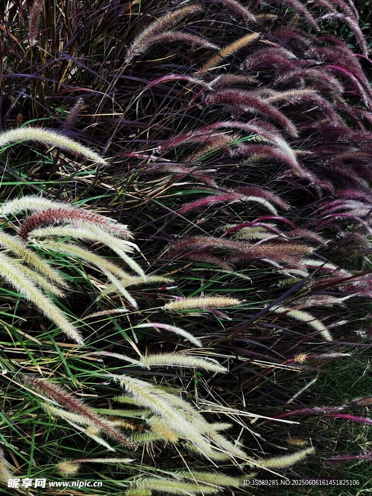 飘逸多彩观赏草