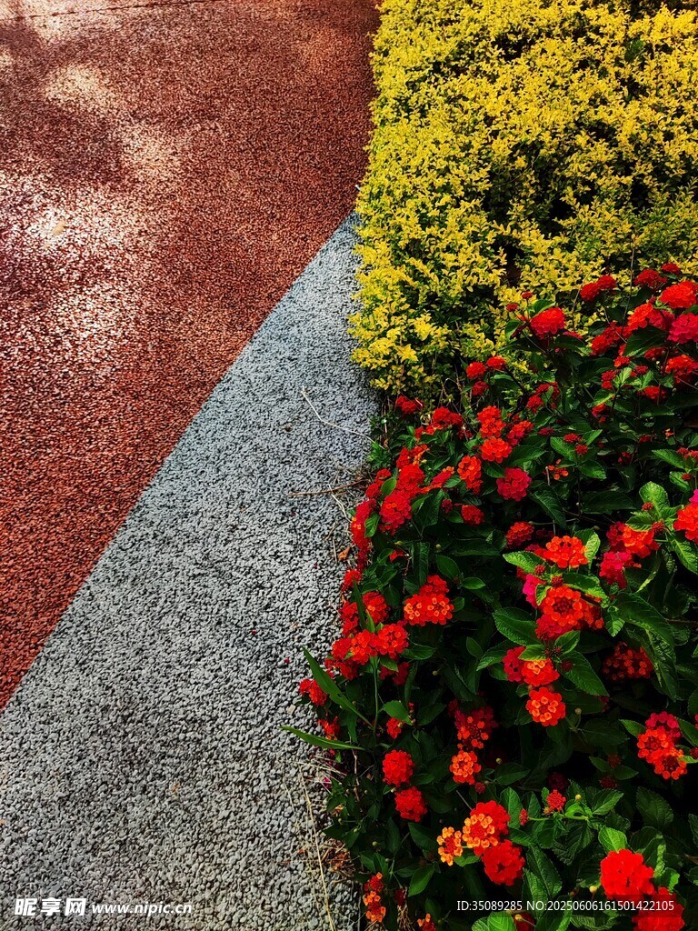 多彩步道旁的鲜艳花卉