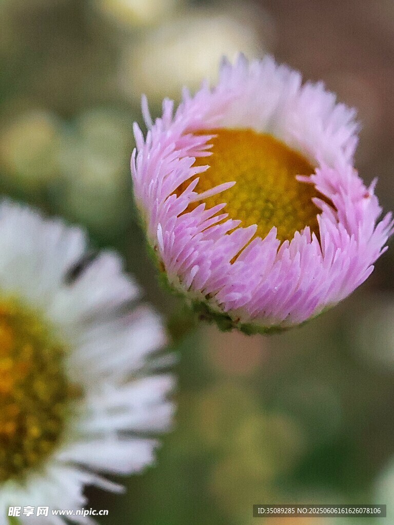 粉白雏菊特写