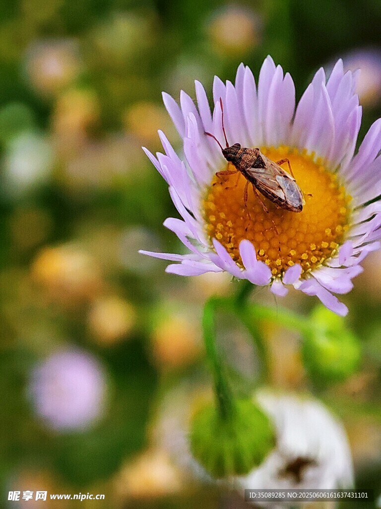 花蕊上的小蜜蜂
