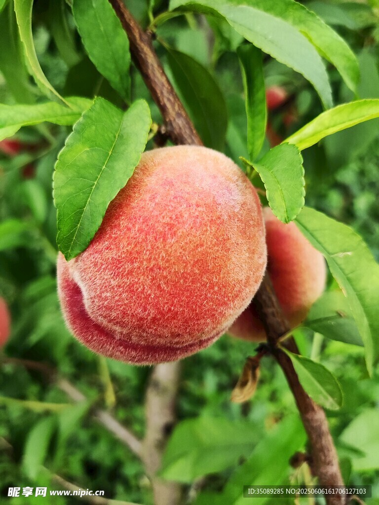 枝头粉嫩鲜桃挂