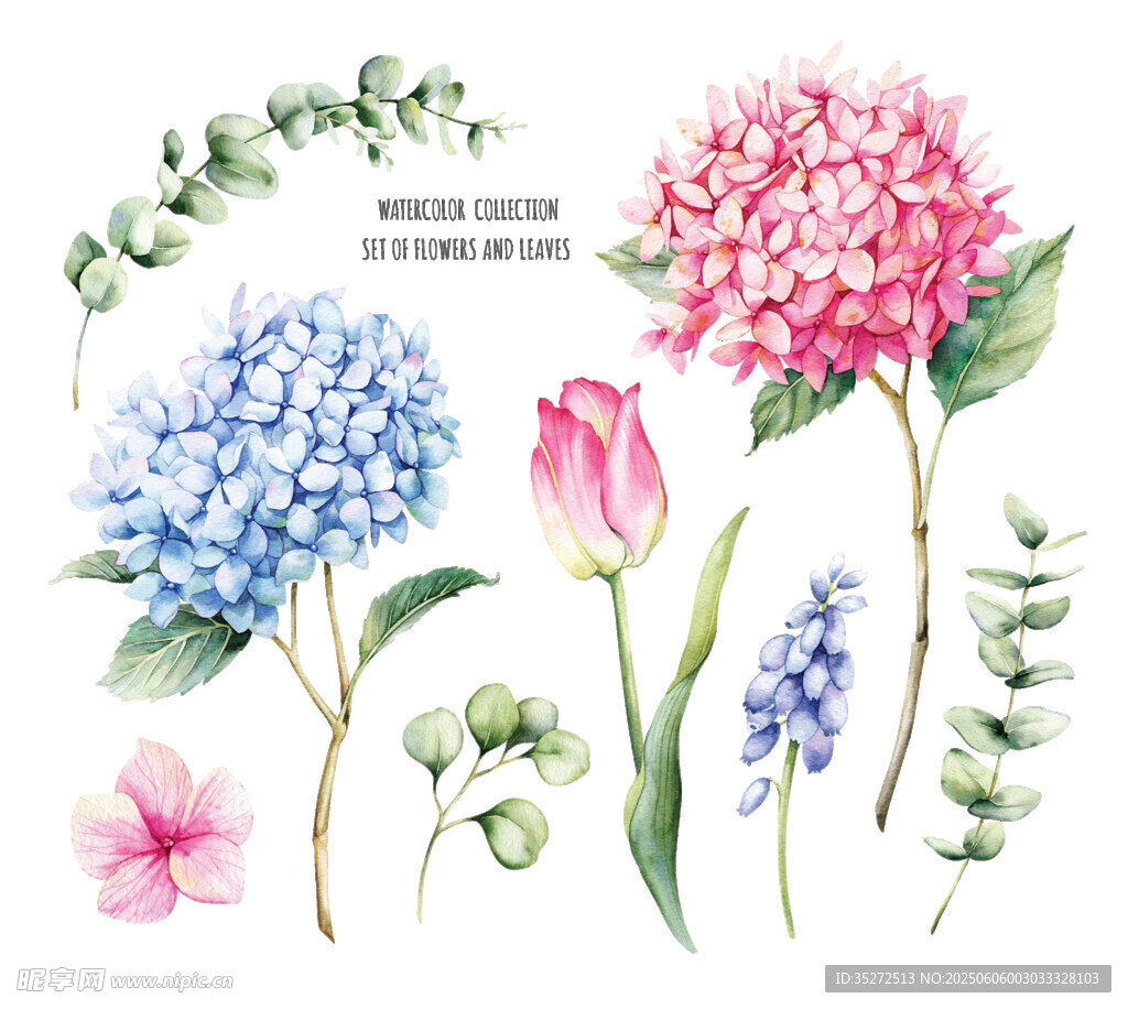 水彩花卉植物插画免扣素材