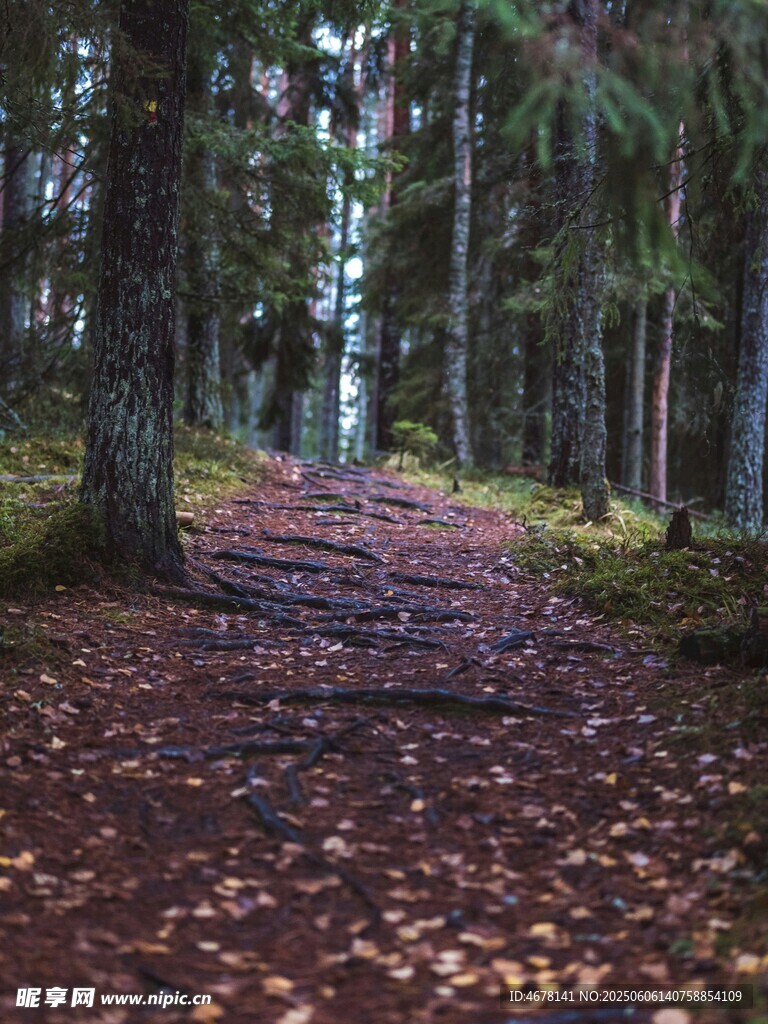 秋日森林小径落叶美景