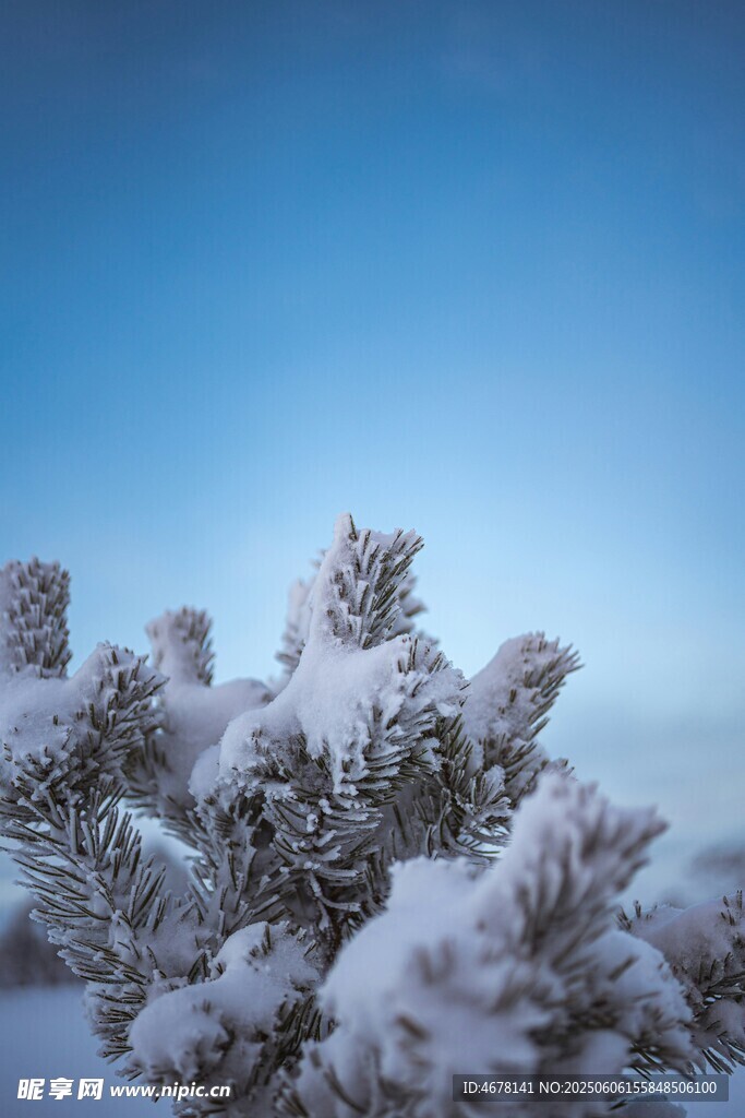 雪覆松枝的冬日美景