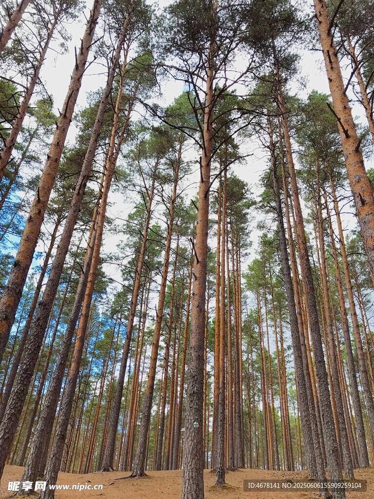 茂密松树林景观