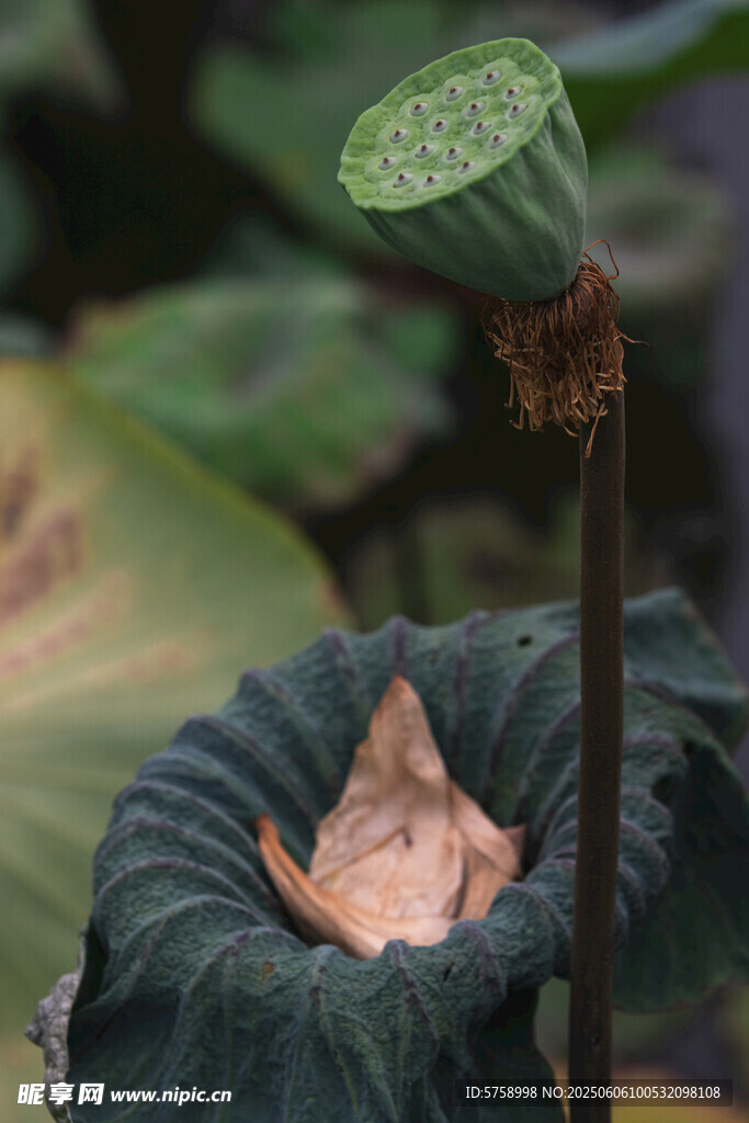 莲蓬与落花