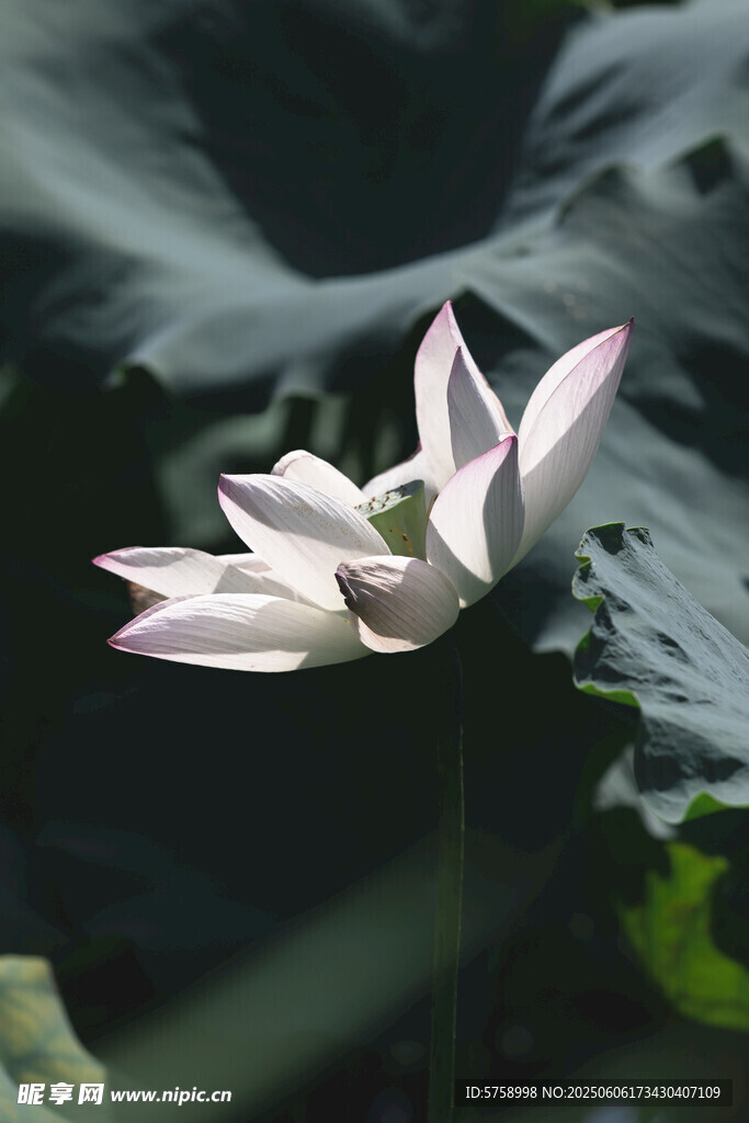 20年夏日7月阳光下绽放的荷花